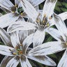SICIS FLOWER POWER FLO 4W 120x120 cm (реплика)