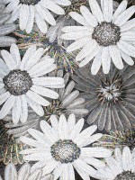 SICIS FLOWER POWER FLO 7B&W SP 180x240 cm (реплика)