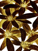 SICIS FLOWER POWER FLO 11B&W SP INVERSION 180x240 cm (реплика)