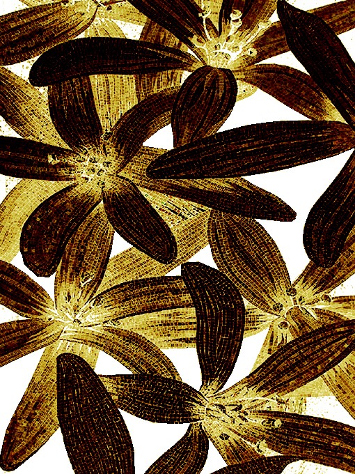 SICIS FLOWER POWER FLO 11B&W SP INVERSION 180x240 cm (реплика)