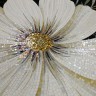 Magic flowers 6B&WO 100х200cm 