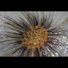 Magic flowers 6B&WO 100х200cm 
