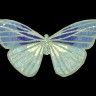 BUTTERFLY DECO  01B 40х20 cm