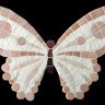 BUTTERFLY DECO  07 CW 24х17 cm